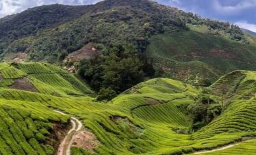Cameron Highlands Tour From Kuala Lumpur (Private)
