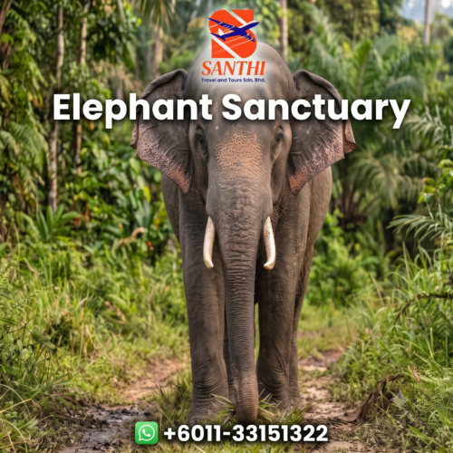 Elephant Sanctuary Kuala Gandah Tour from Kuala Lumpur
