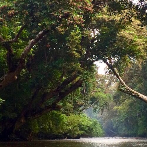 Taman Negara Day Tour